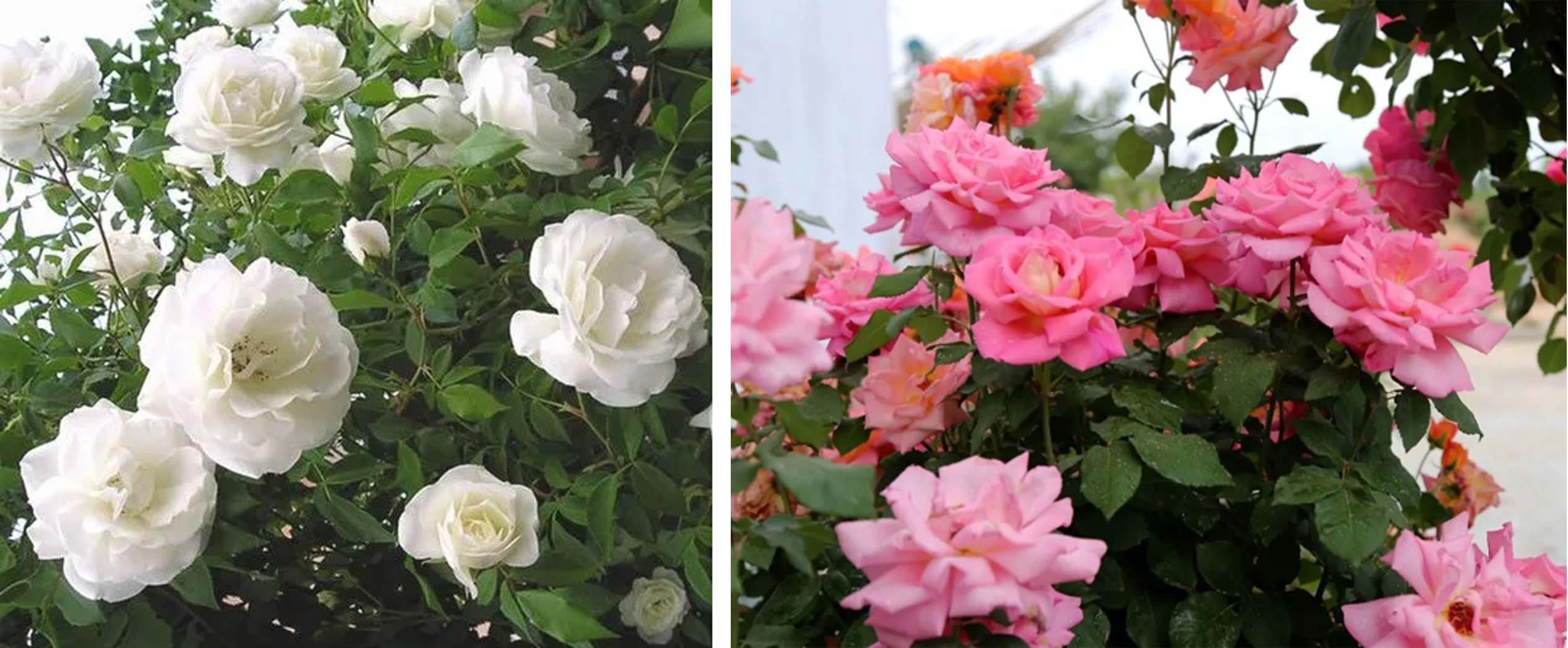 风云四季无余乐，一片痴情寄绿园，哪些往事让养花大叔最常追忆？