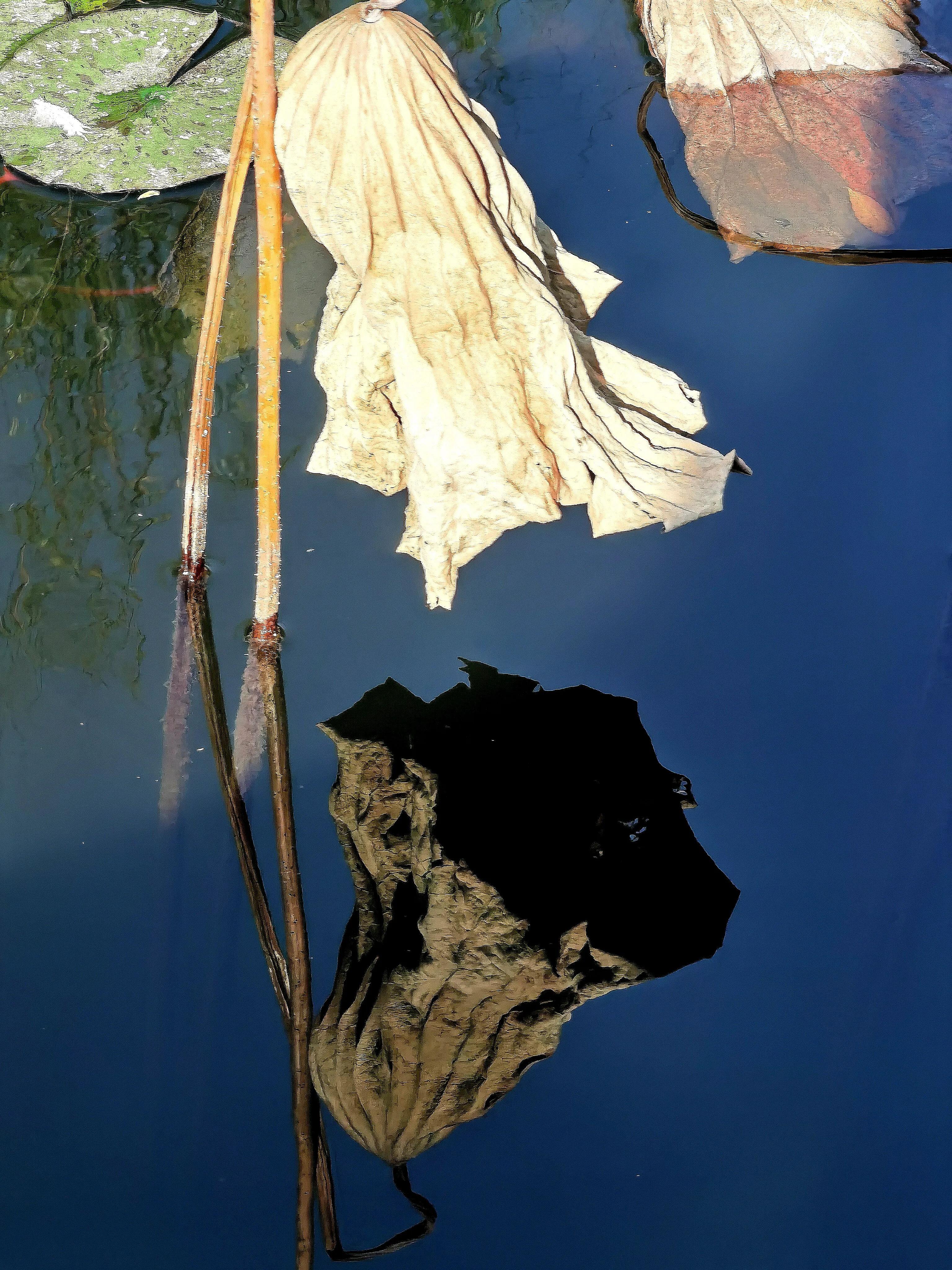 手拍世界作品专集,手拍世界283期