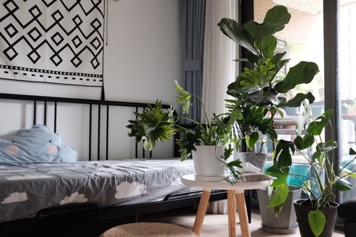 手残党也能养活的10种绿植,十种大家都在养易存活绿植