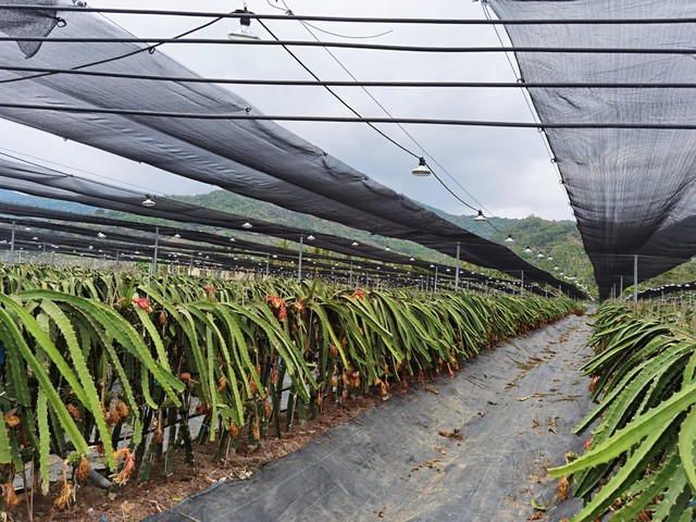 致富创业种火龙果,回乡创业种植火龙果前景怎么样