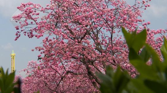 昆明春暖花开解锁春日美景好去处,春暖花开踏青好去处
