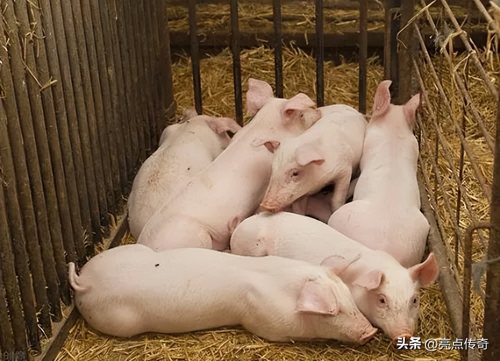 猪拉血怎么治最好,猪拉血的原因及治疗方法