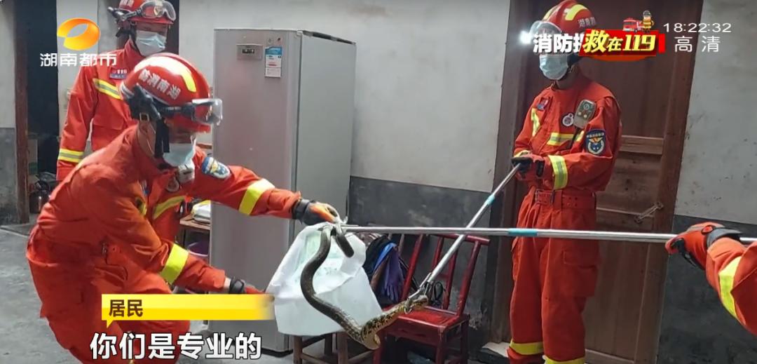 蛇总是偷吃鸡蛋怎么办,2米长蛇惊现居民楼