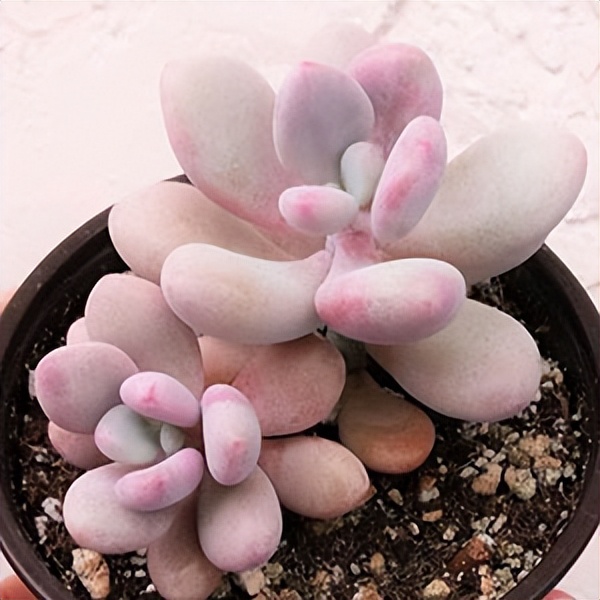 102个大类近500个多肉植物图片，都极其美丽，建议在家中也养一盆