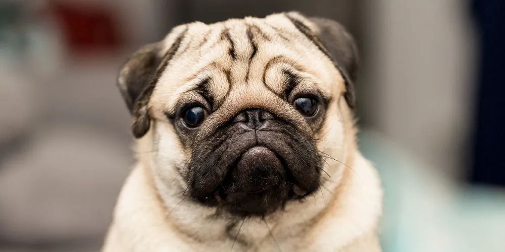 巴哥犬的优点有哪些方面,巴哥犬的优点和缺点及智商