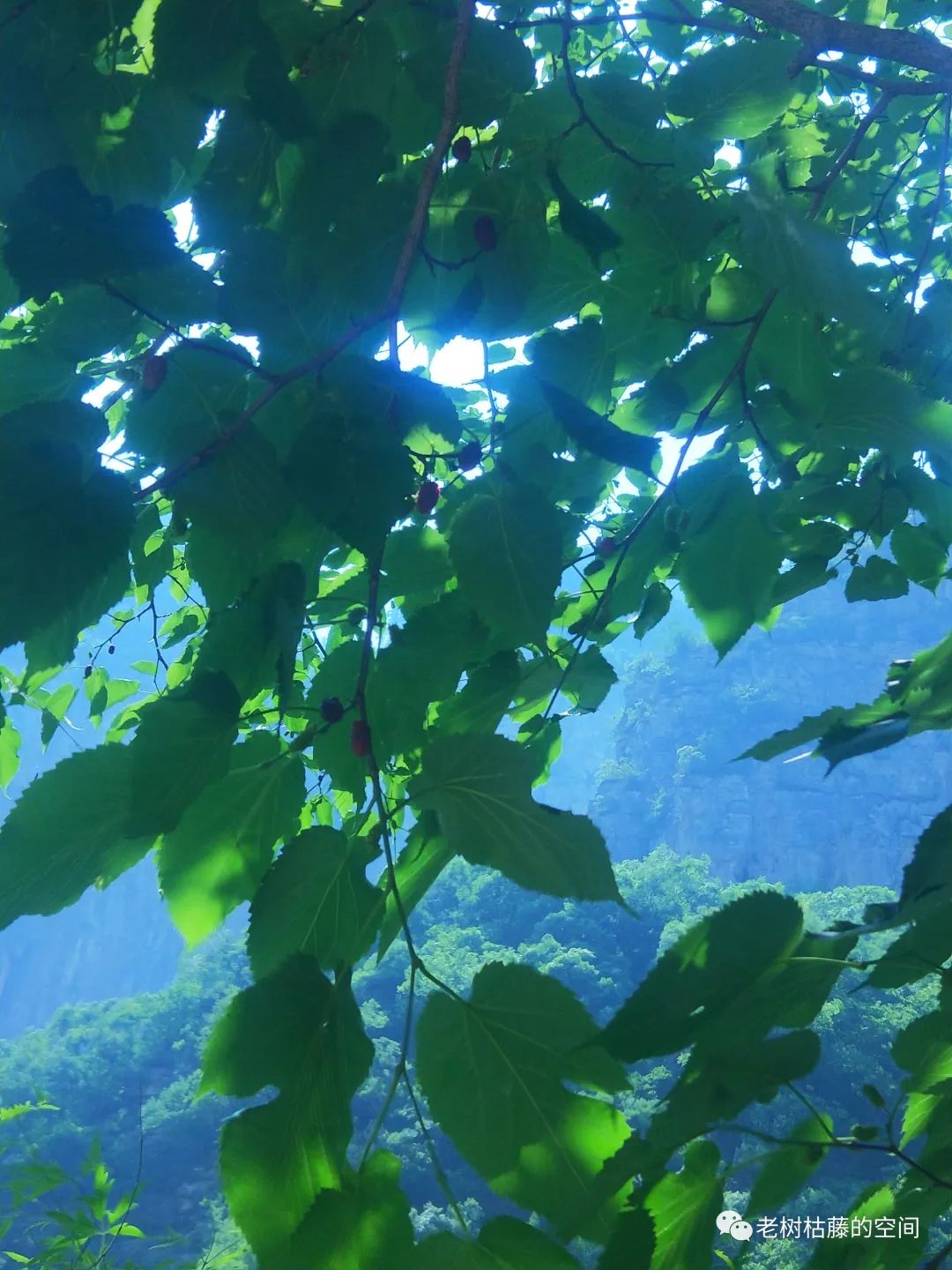 旅游的游繁体字,旅游的游踪