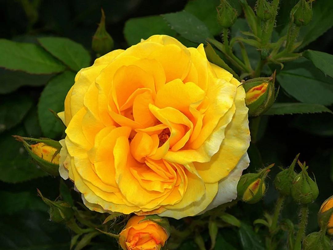 月季美图100张,月季花唯美高清图片大全