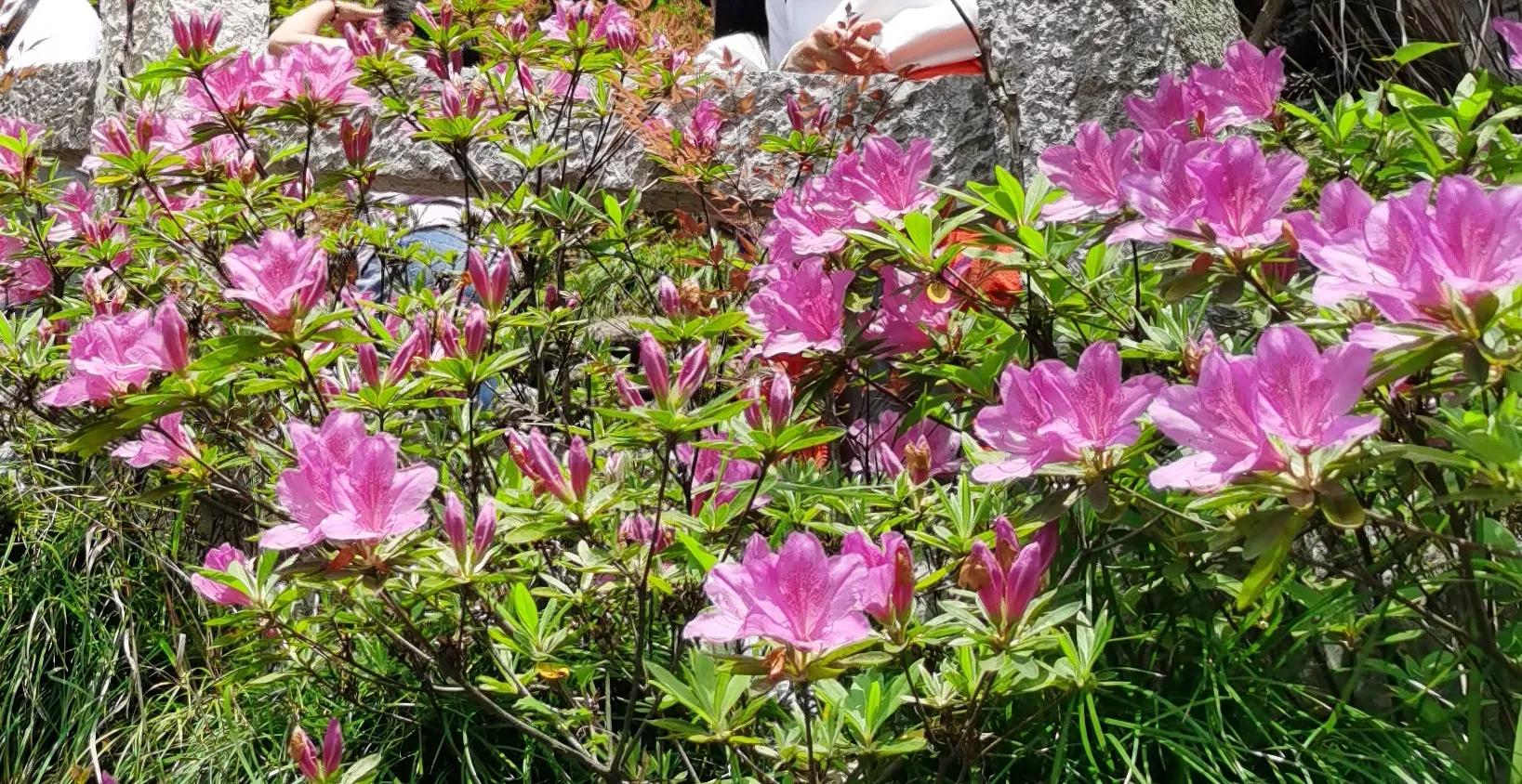 温州雁荡山天下奇秀,雁荡山两日游
