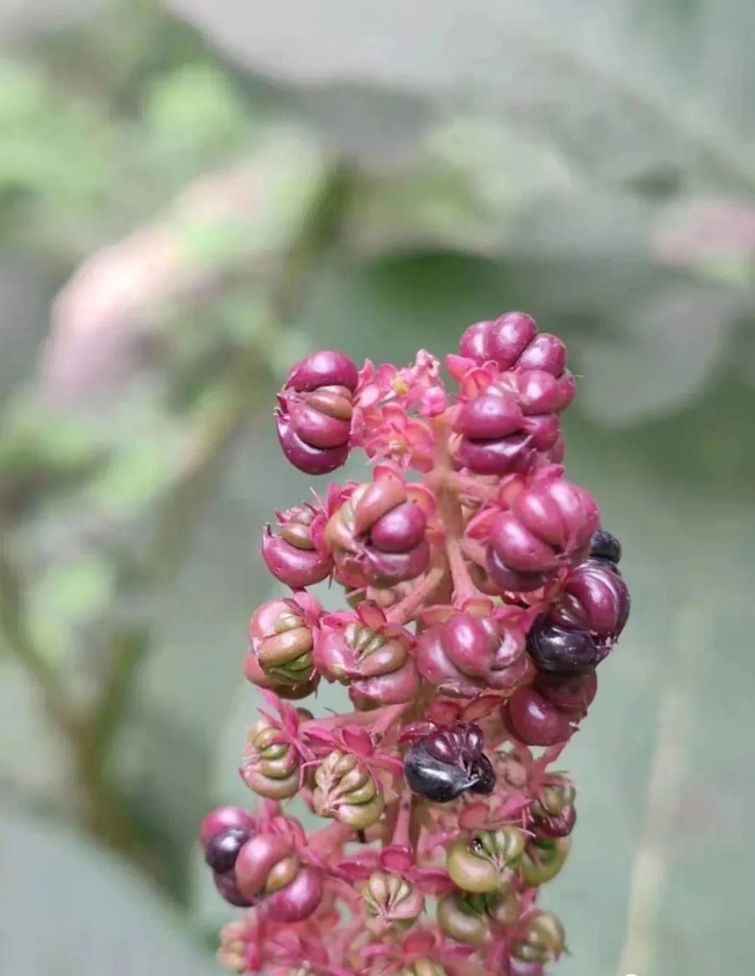 指甲花的图片和特征,干净耐看短指甲花