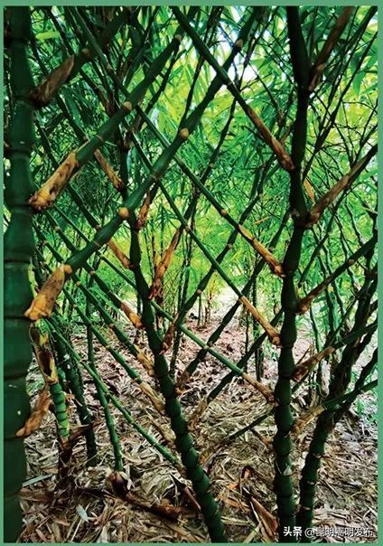 花博会云南,花博会来了