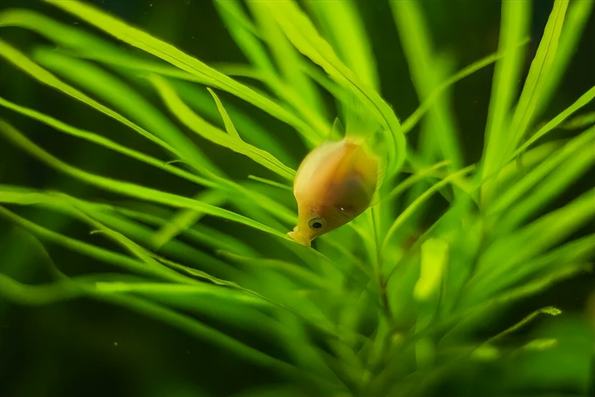 清洁鱼有什么用,冷清洁鱼有哪些
