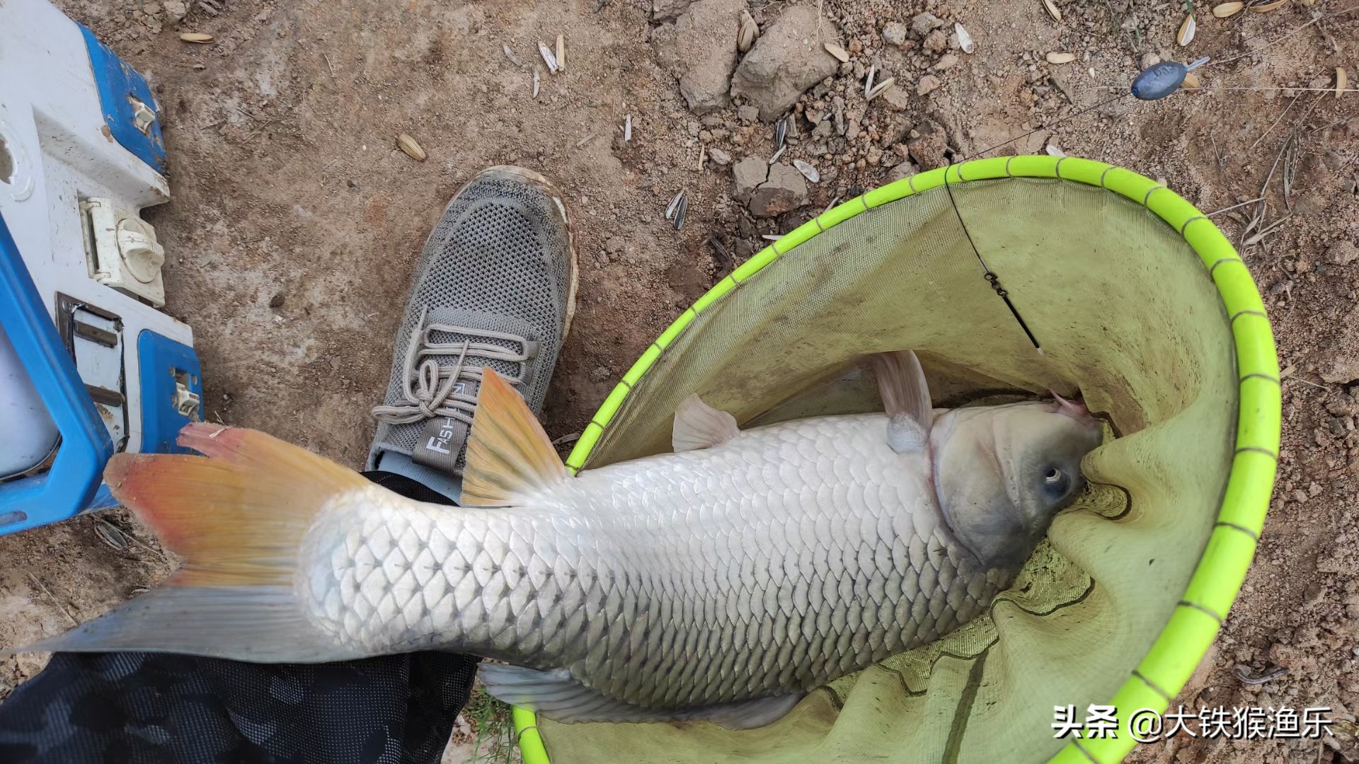 南方的鲤鱼跟北方的鲤鱼有啥区别,北方的鲤鱼和南方的区别