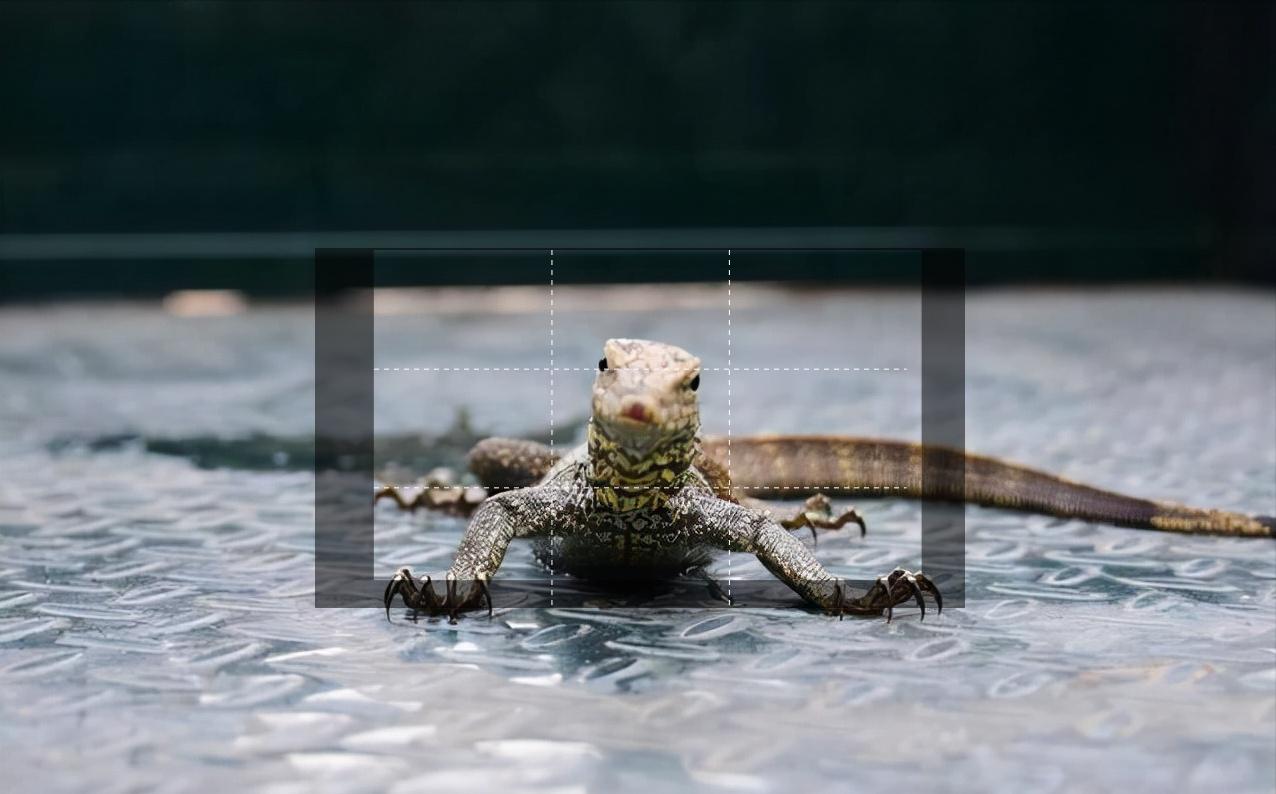 家里进壁虎了要不要把它打下来,家里进了壁虎怎么驱赶