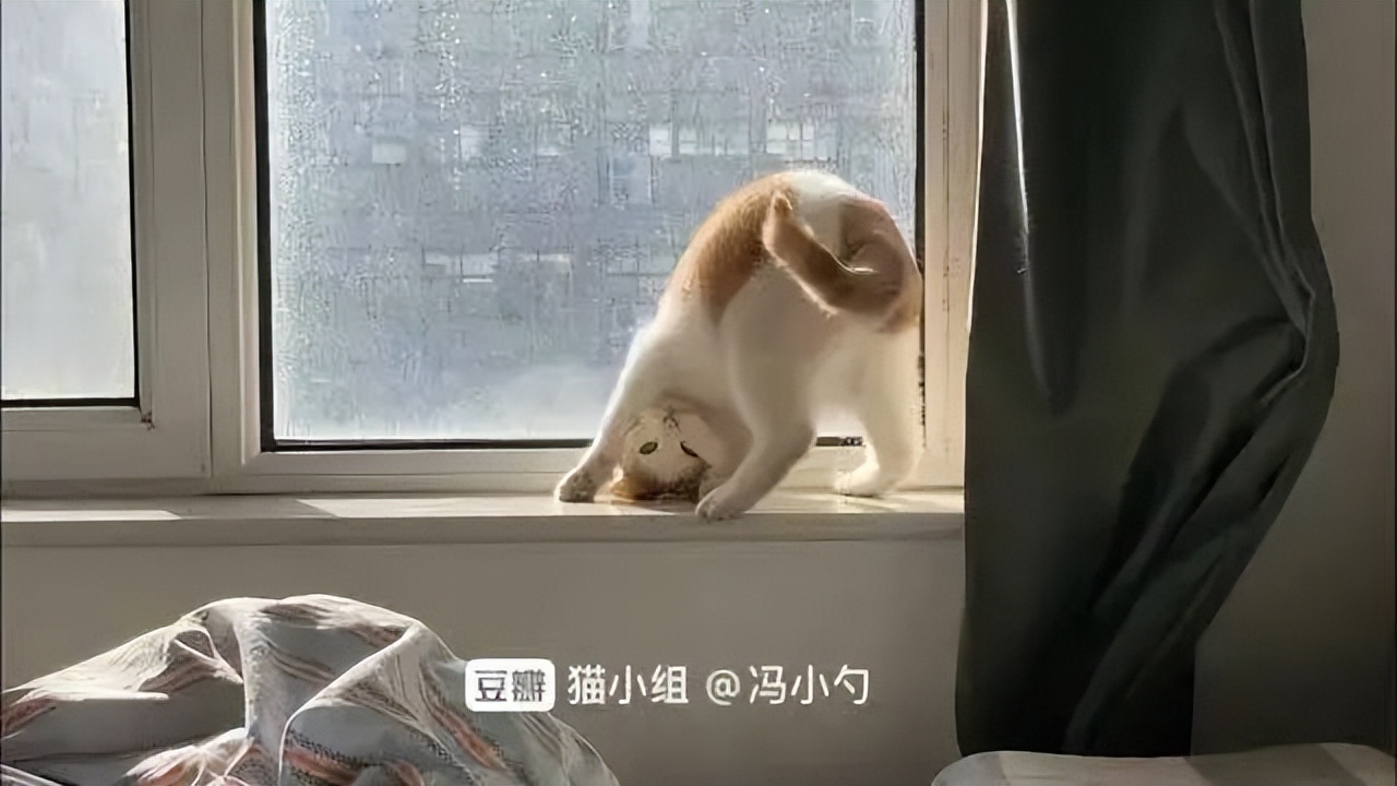 两只猫打架喵星人殊死搏斗满嘴毛,两只猫打架互拔胡子