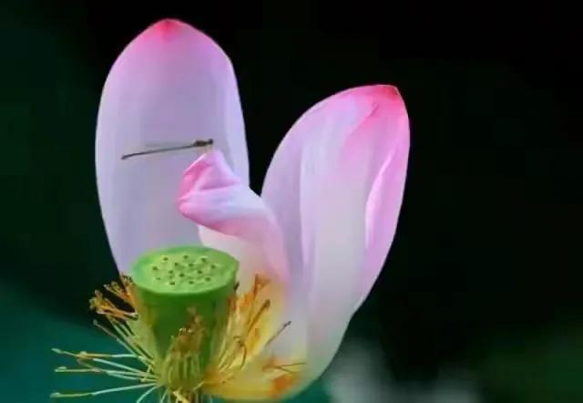 最美荷花古诗图片,诗词荷花图片大全