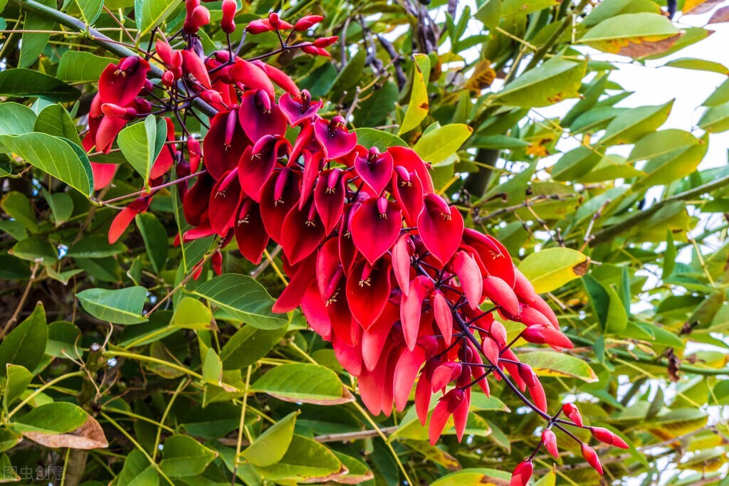 欣赏美丽的珊瑚,田里珊瑚树