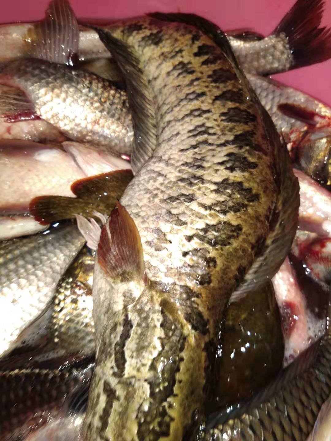 冰钓怎么钓黑鱼最好用,暮春手竿钓黑鱼全攻略