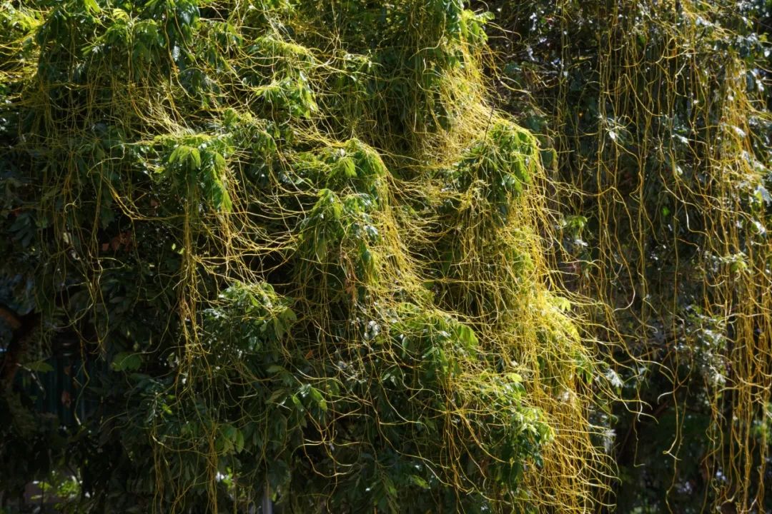 “菟菟”那么可爱，为什么还要这么卷呢？