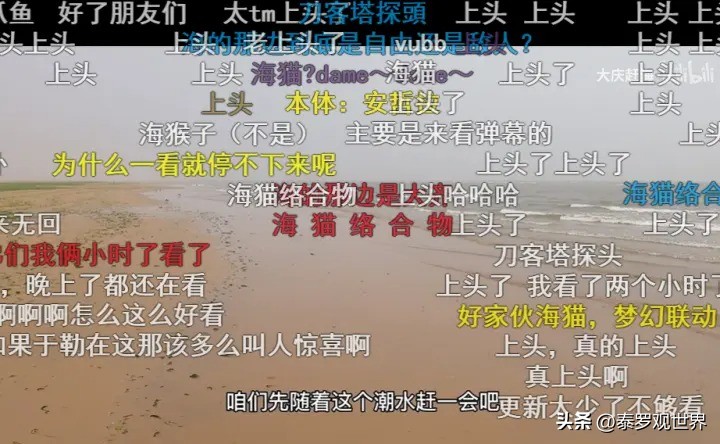 烟台赶海人一晚捞千余斤海肠吃,男子通宵赶海捡80斤海肠