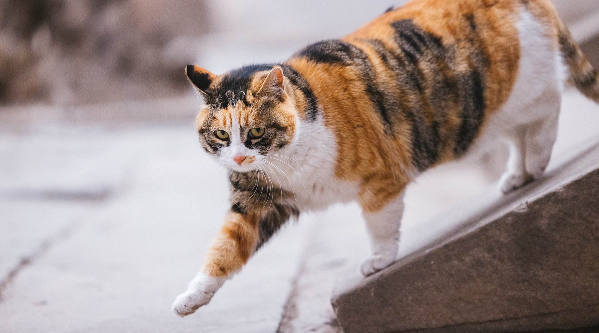 中华田园猫不建议养的理由,中华田园猫白猫两个月毛发很少