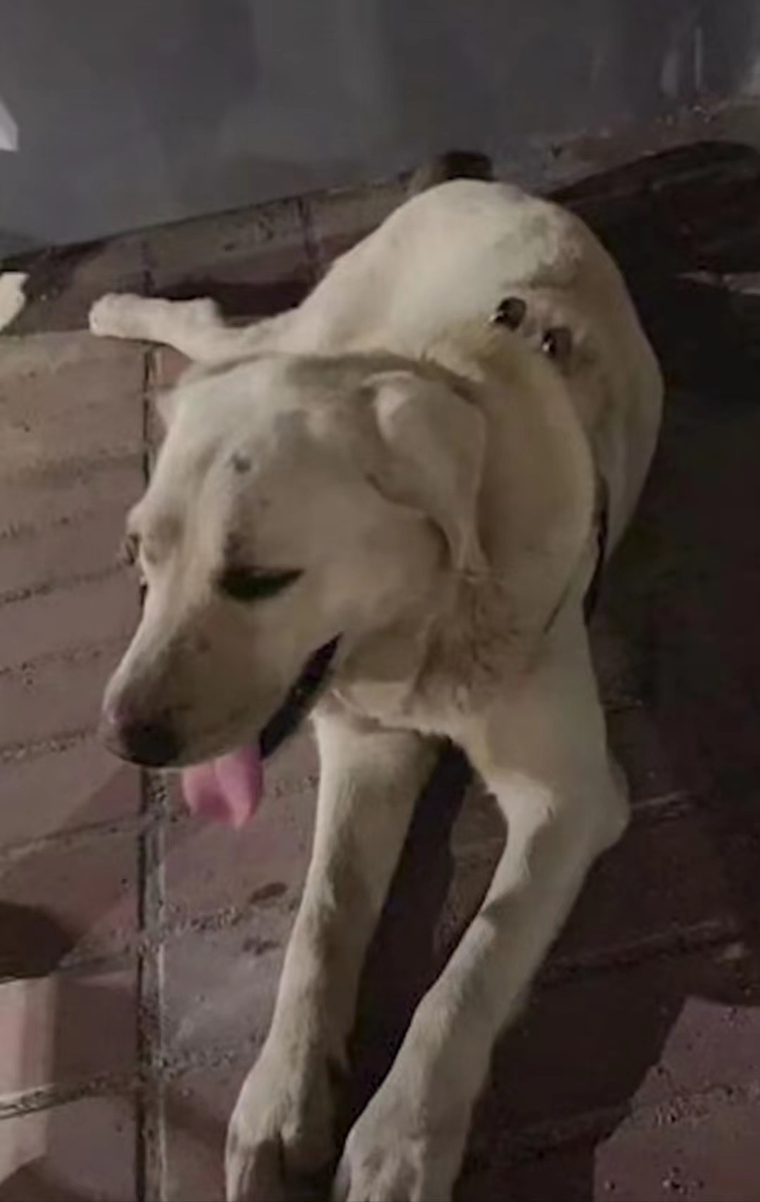 流浪狗喝了路边的水,流浪狗仰头喝水后续