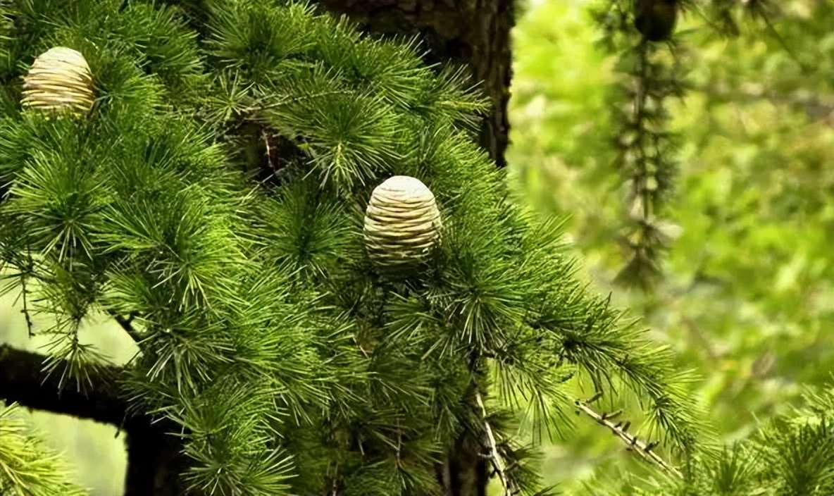 肌肉酸痛的正确处理方式,肌肉酸痛的正确处理方法包括