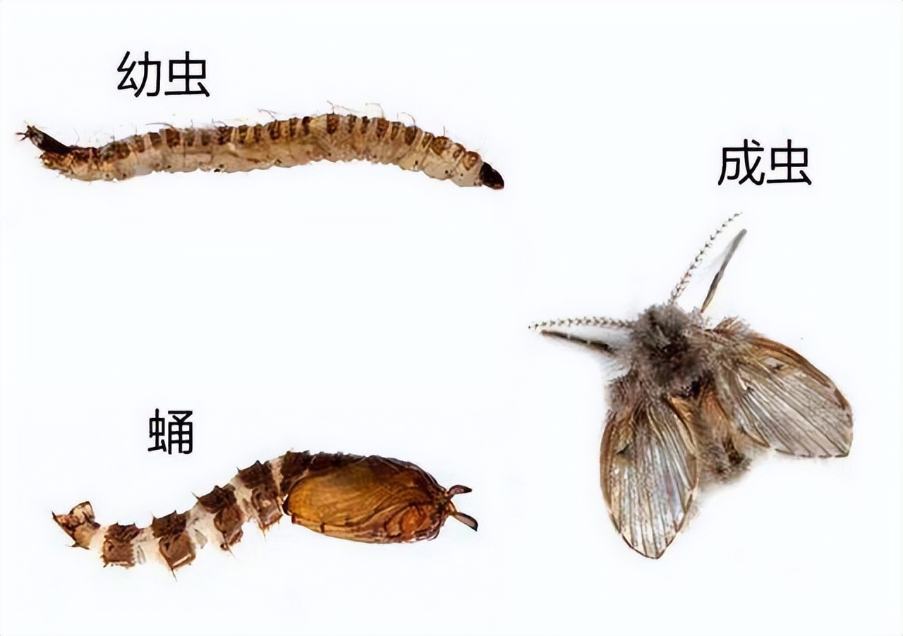 老人脸上出现疤痕发痒怎么回事,老人脸上长黑结痂痒怎么治