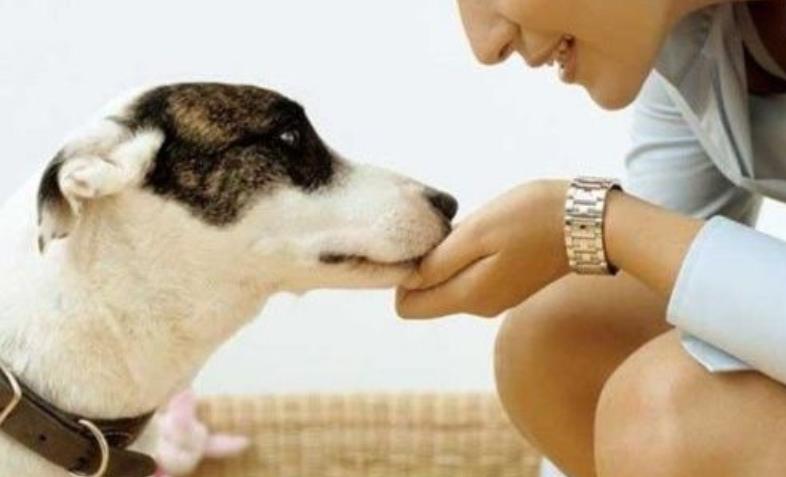 小狗狗口臭怎么办该怎样消除,幼犬狗狗口臭的解决方法