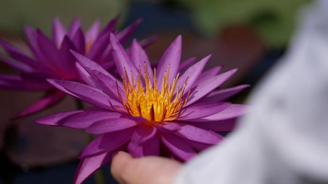 大暑赏莲！95后广东小伙“玩转”睡莲育种成为世界冠军