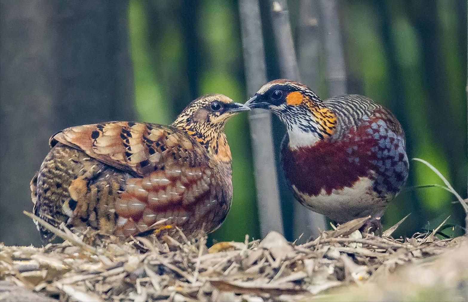 四川发现熊猫是真的吗,中华鹧鸪是濒危物种吗