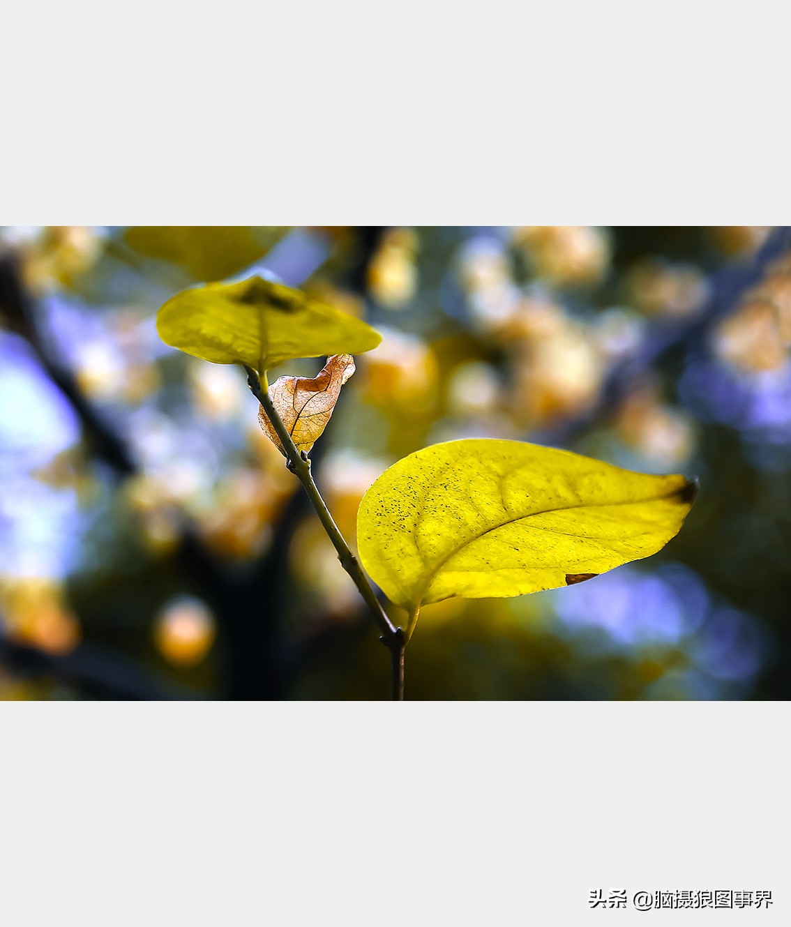 腊梅花特写怎么拍照好看,拍一枝腊梅花怎么拍出高级感