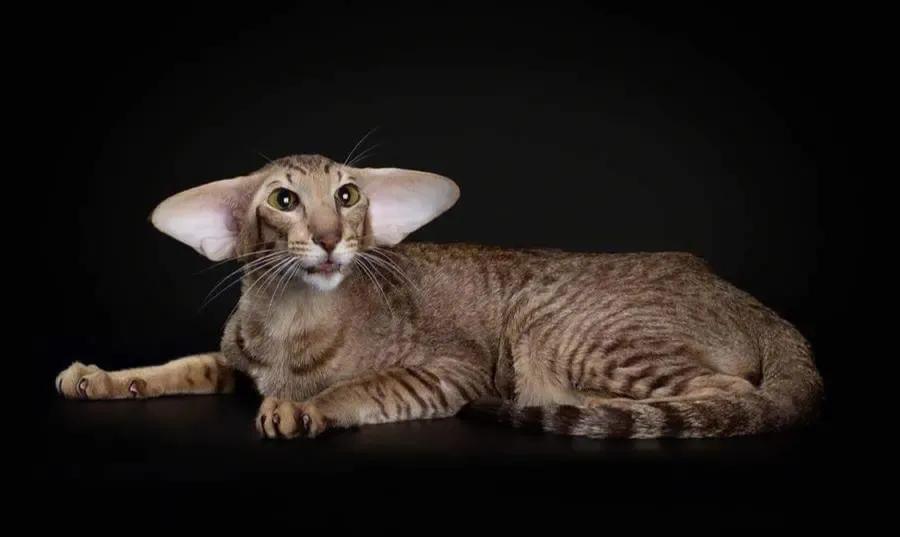 美短猫咪有几种品种,你了解的猫咪品种有几个