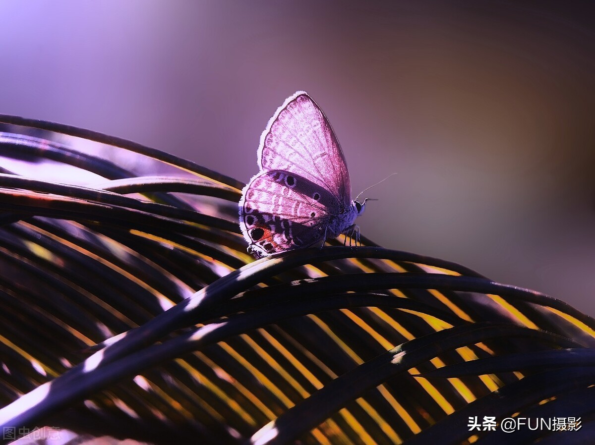 10个摄影技巧教你用手机拍出大片,掌握这十二个拍摄小技巧