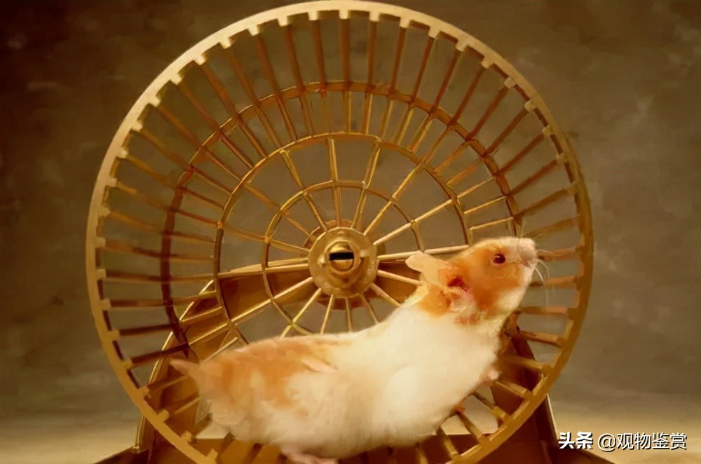 仓鼠用什么跑轮不卡脚,仓鼠不会玩跑轮还可以用什么训练