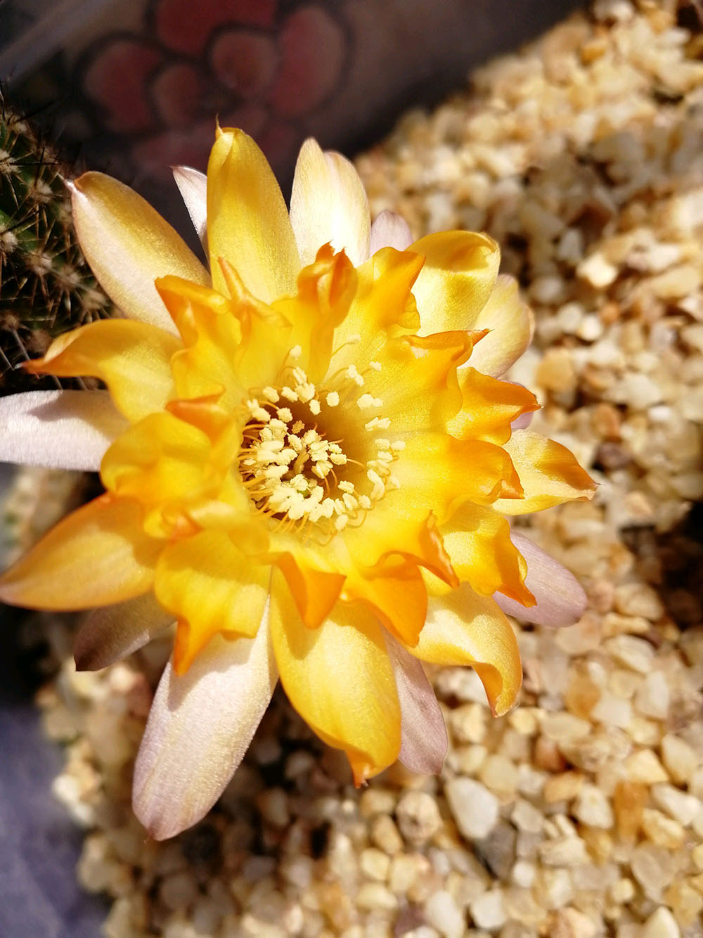 毛花柱仙人球品种大全,顶级精品仙人球花