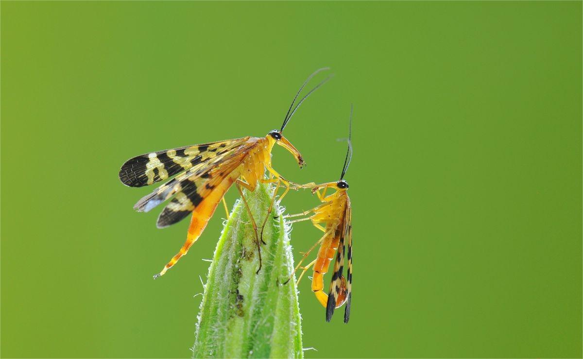 牛津女博士研究百种动物,女博士研究一百多种动物