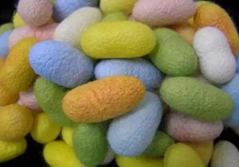 永川仙龙油菜花基地,仙龙油菜花节