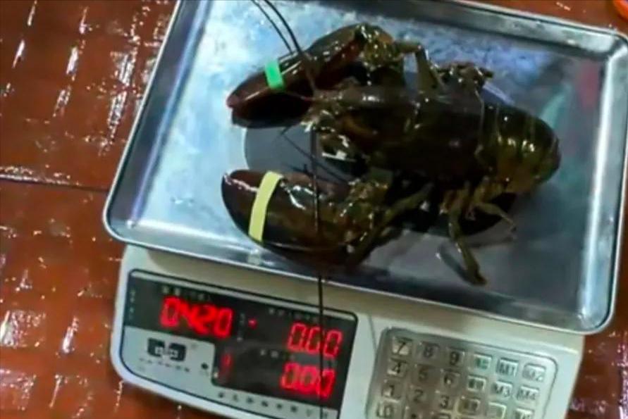 三亚海鲜市场惊现五两秤你怎么看,三亚海鲜市场“五两鬼秤”网评