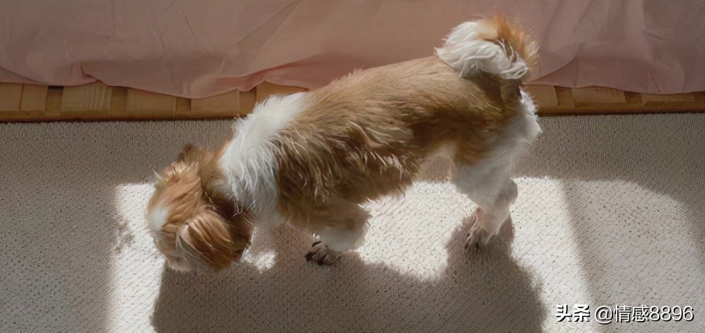 烂大街的文案,温柔到极致的文案关于爱情