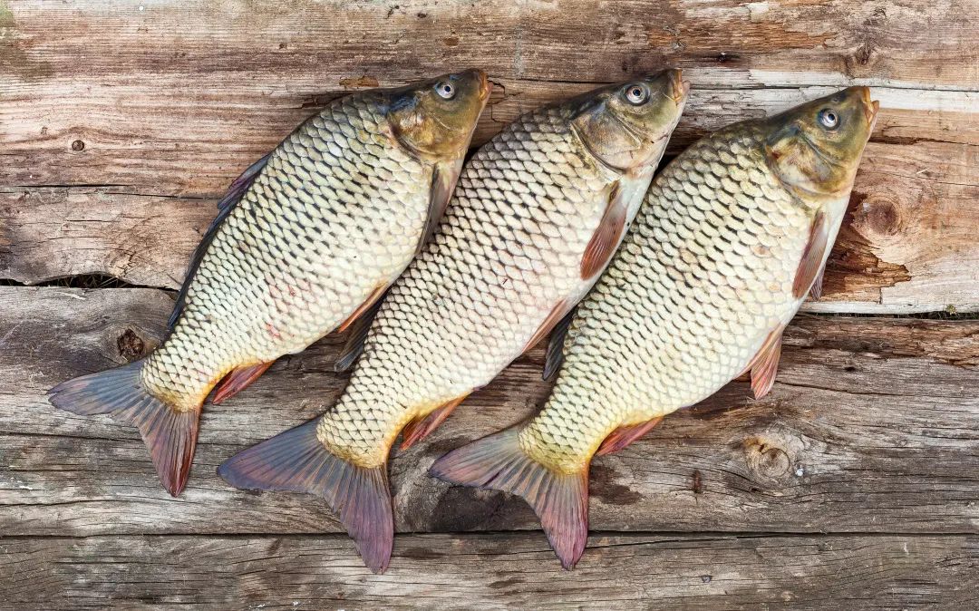 四大淡水名鱼是些什么鱼,四大家鱼青鱼是鲤鱼吗