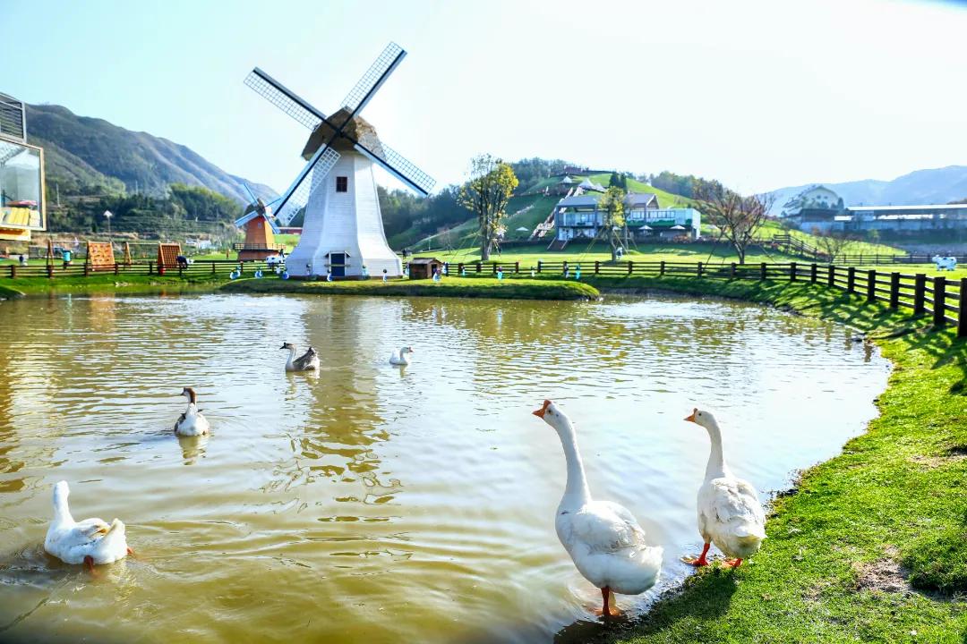 春节出游必看！温州这12条特色线路诚意满满，带你玩转虎年春节！