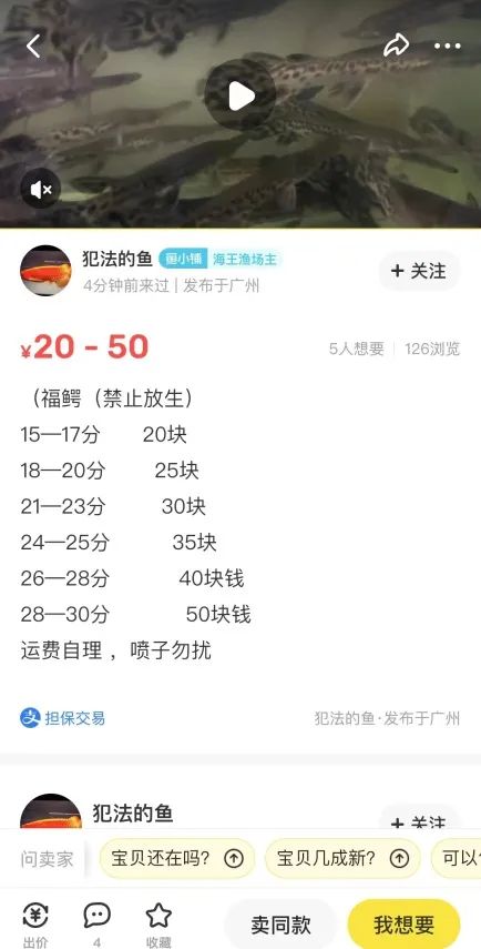 “水中杀手”鳄雀鳝仍有电商大量售卖，外来物种管控该何去何从？