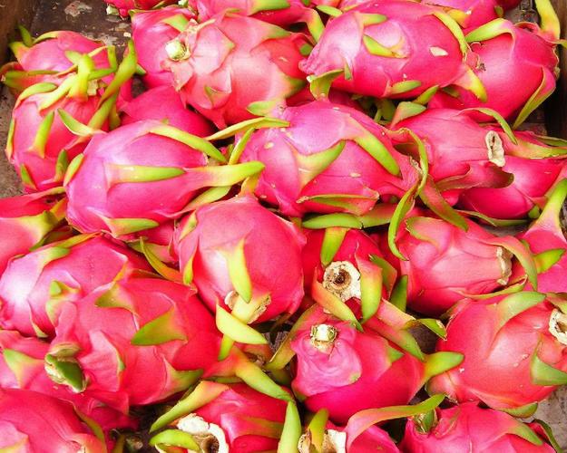 火龙果的营养成分为什么那么高,火龙果营养成分表100g