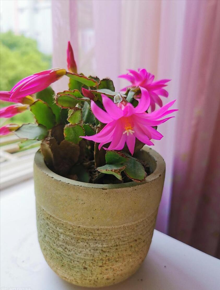 5种花浇不死浇水越多长得越旺,夏天种花早上还是晚上浇水好