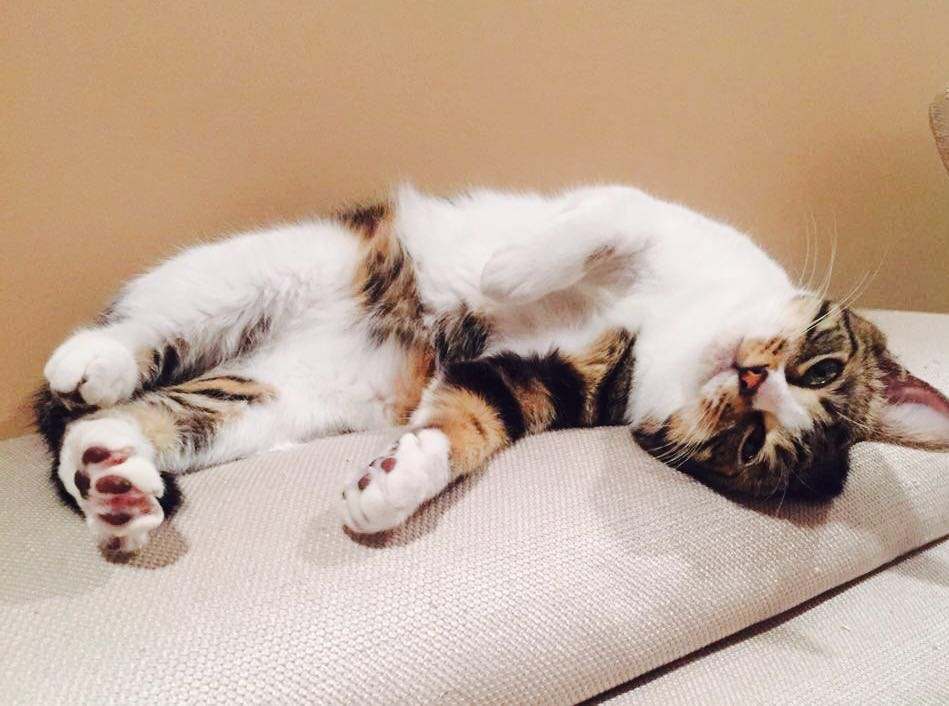 猫咪怀孕的特征的表现,猫咪怀孕的特征有哪些