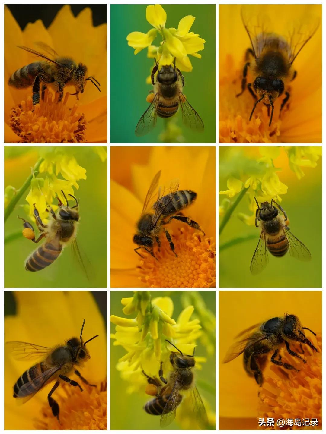 描写蜜蜂的诗语,人们喜爱蜜蜂赞美辛勤劳动的蜜蜂