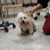 狗狗颈椎椎间盘突出导致前肢瘫痪,狗狗颈椎骨质增生压迫神经怎么办