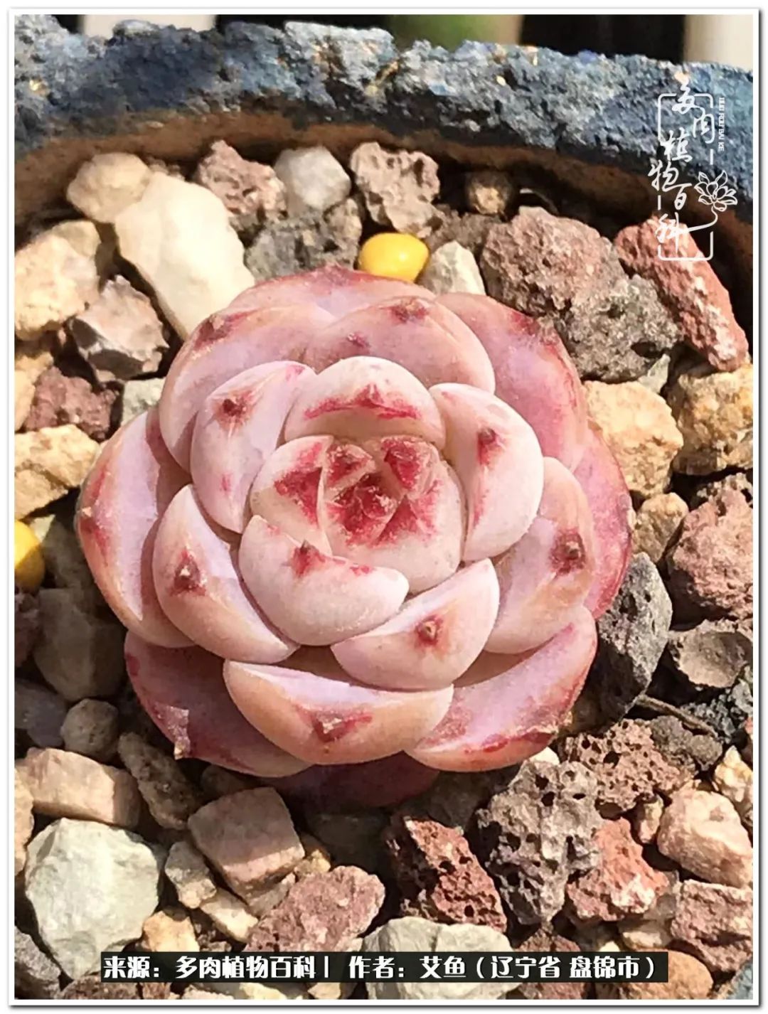 养多肉的意外之喜,养了五年的多肉就剩这几个