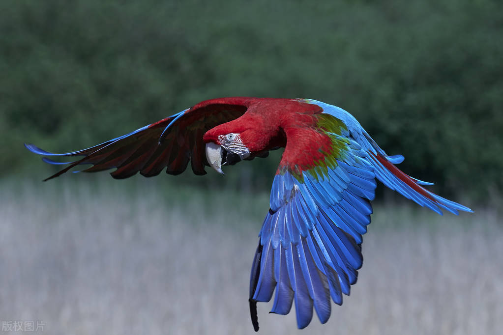 排名第二的鹦鹉品种是什么,最好的鹦鹉有哪些品种及图片