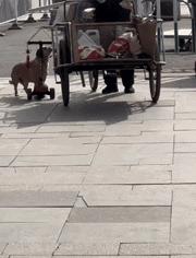 开心一刻｜有人接单吗？接一下我的孤单